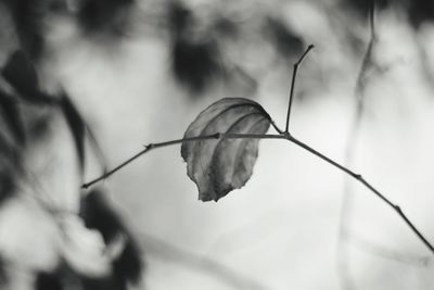 Close-up of wilted plant