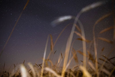 Low angle view of star field against sky at night