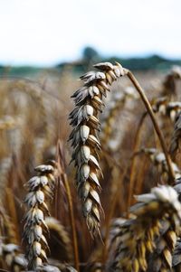 Close-up of wheat growing on beach