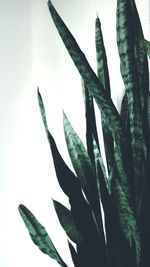 Close-up of fresh cactus plant against sky