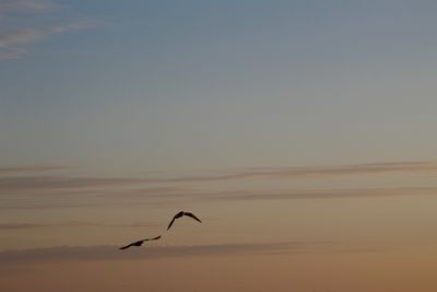 Bird flying in the sky