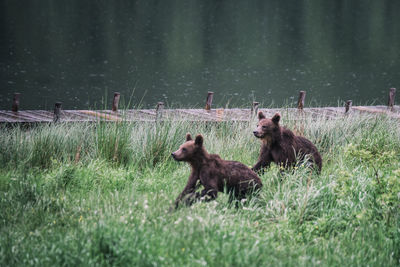 Bears on grassy field against lake