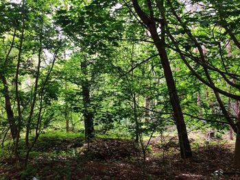 Trees in forest