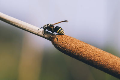 Close-up of bee on stem