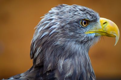 Close-up of eagle