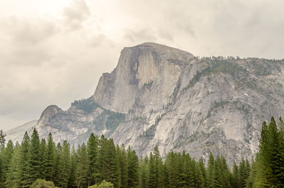 Scenic view of pine trees against sky