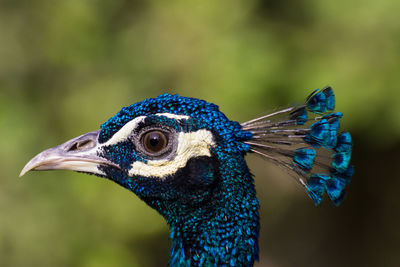 Close-up of peacock