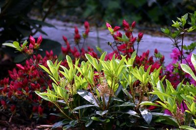 Close-up of plants