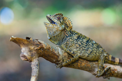 Close-up of lizard on branch