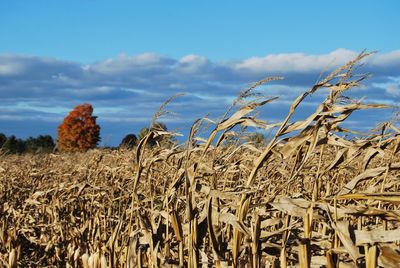 Close-up of stalks in field against sky