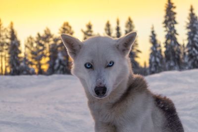 Portrait of white cat in snow