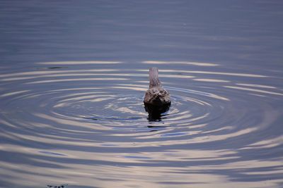 Bird in lake