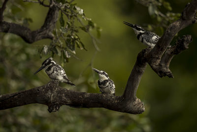 Low angle view of birds perching on branch