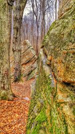 Plants growing on tree trunk