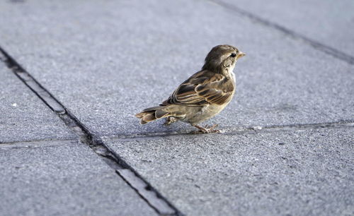 Bird perching on footpath