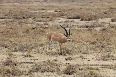 Antelope walking on field