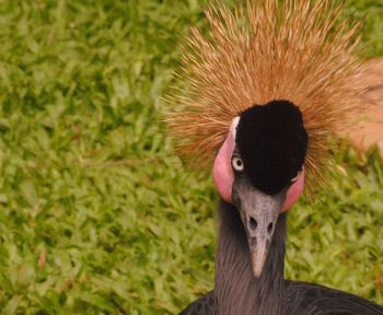 Close-up portrait of a young bird