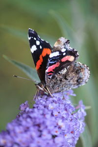 Close-up of butterfly on purple flower