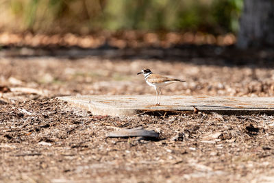 Close-up of bird perching on a land