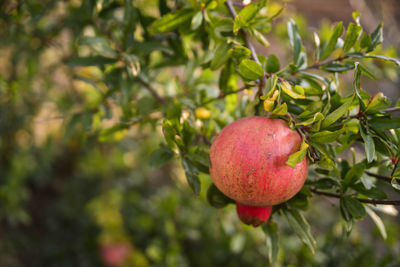 Close-up of pomegranate