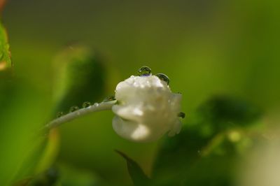 Close-up of flowers against blurred background