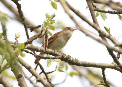 Low angle view of bird perching on branch