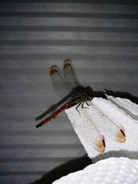 Close-up of dragonfly