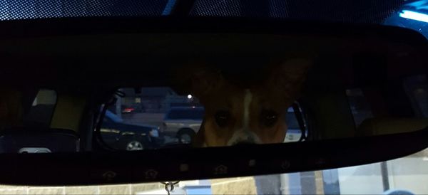 Close-up of a dog in car