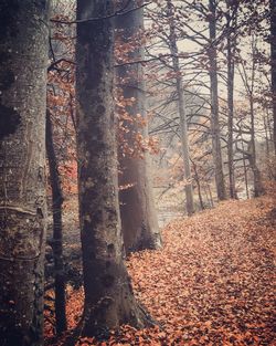 Trees growing in forest during autumn