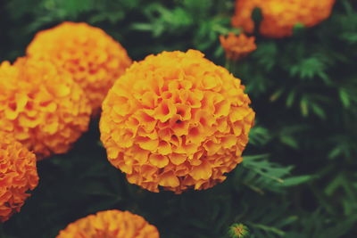 Close-up of orange marigold flower