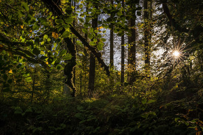 Sunlight streaming through trees in forest