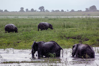 Elephants standing on riverbank