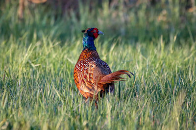 Close-up of bird on field