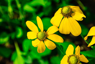 Close-up of yellow flowering plant