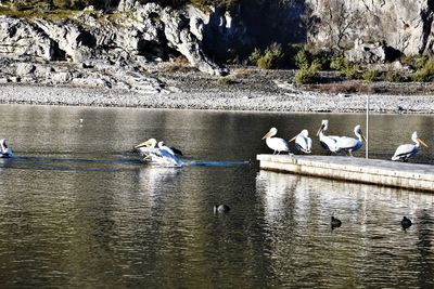 Seagulls on a lake