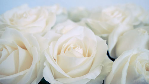 White roses flower bouquet soft focus close up
