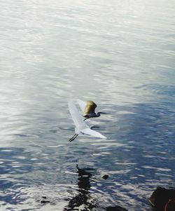 Bird flying over lake