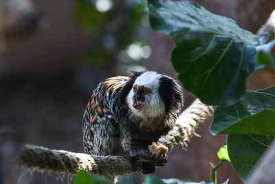 Close-up of an animal