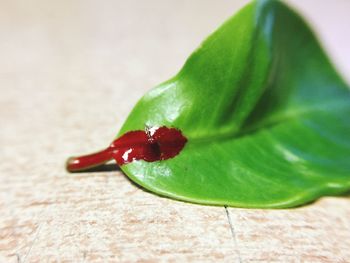 Close-up of insect on leaf