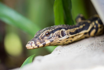 Close-up of a lizard