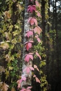 Close-up of pink flower hanging on tree trunk in forest