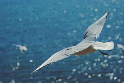 Close-up of seagull flying over lake