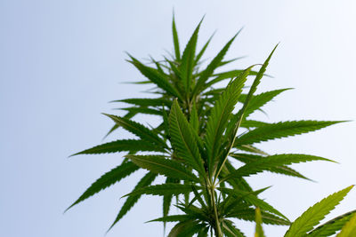 Close-up of plant against sky