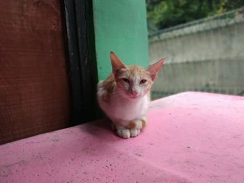 Portrait of cat sitting on pink wall