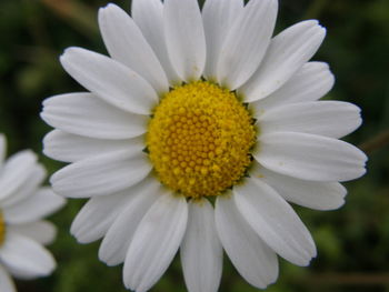 Close-up of yellow flower blooming outdoors