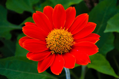 Close-up of red flower