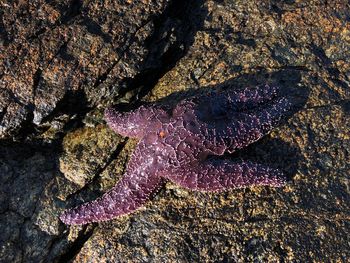 High angle view of an animal on rock