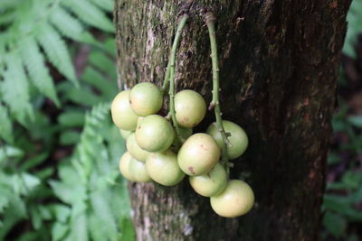 Close-up of fruits growing on tree