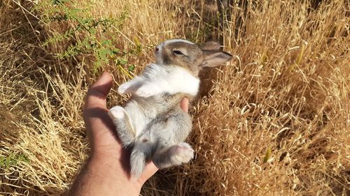 View of a rabbit on field