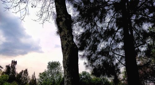 Low angle view of trees in forest against sky